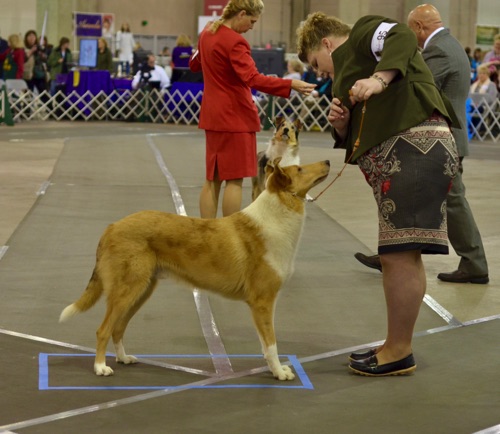 Creed 2017 collie Nationals_7312.jpg